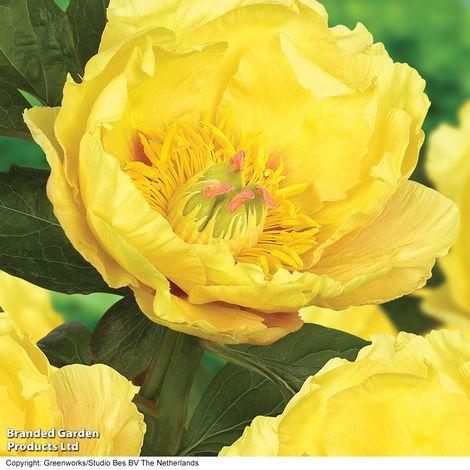 Peony Garden Treasure