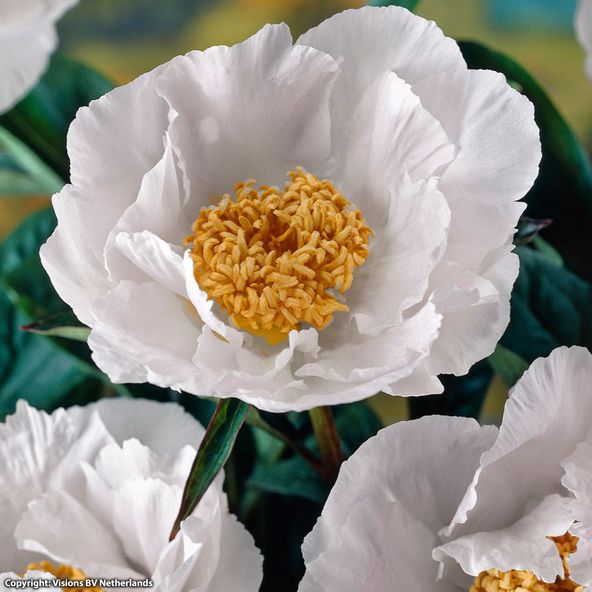Peony Krinkled White