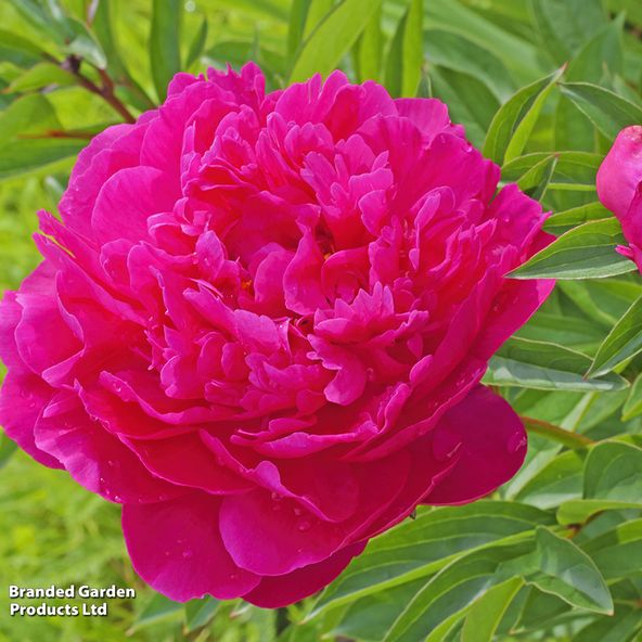 Peony 'Kansas'