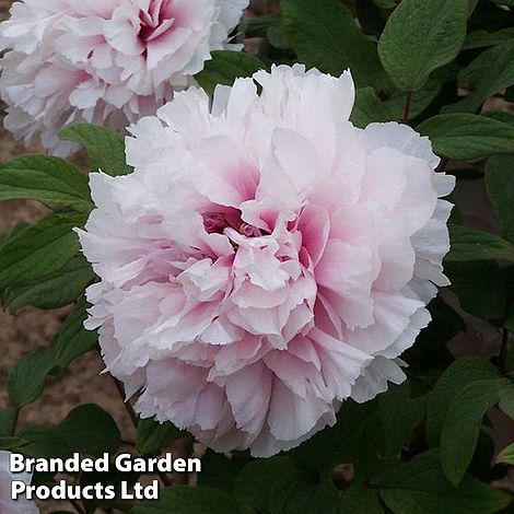 Tree Peony Xue Ying Tao Hua