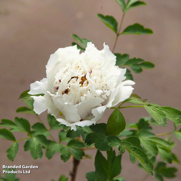 Peony Yan Wei Bai