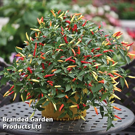 Chilli Pepper 'Basket of Fire' F1