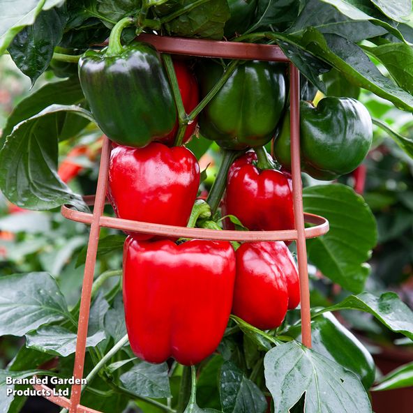 Sweet Pepper 'Big Ben' F1