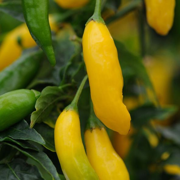 Chilli Pepper 'Hot Lemon' - Veg Patch Saver Seeds