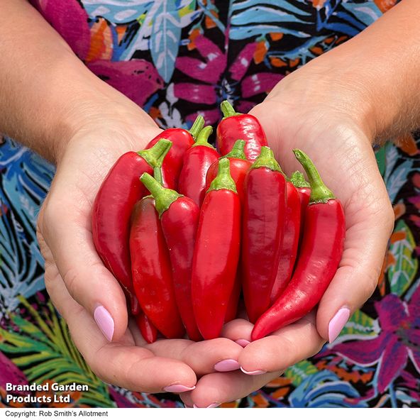 Chilli Pepper 'Sizzler'