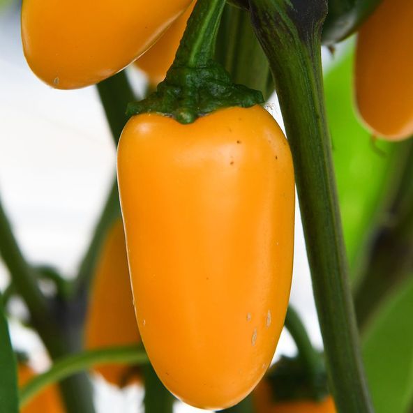 Chilli Pepper Jalapeno Pumpkin Spice - Seeds
