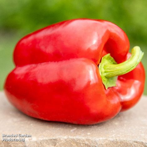 Sweet Pepper 'Paragon' - Seeds