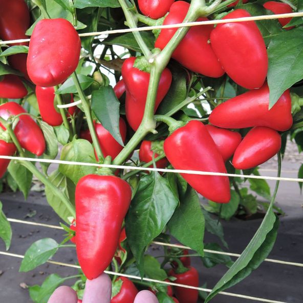 Sweet Pepper 'Hami' - Seeds
