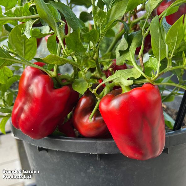 Sweet Pepper 'Virtue'