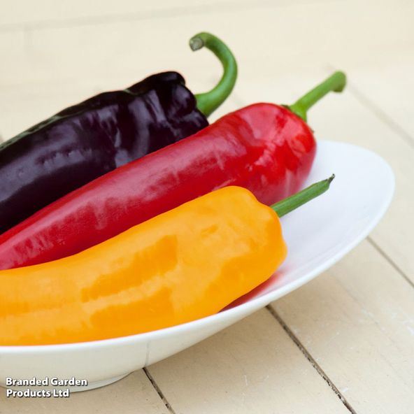 Sweet Pepper 'Tasty Mix All Season' - Seeds