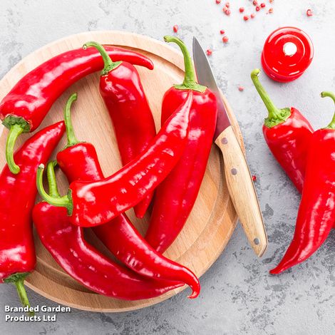 Sweet Pepper 'Thor' F1 (Grafted)