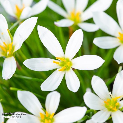 Zephyranthes candida (Marginal Aquatic)