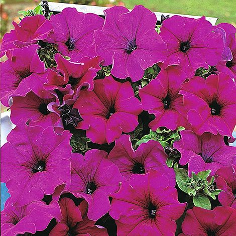 Hängepetunie 'Lady Purple' F1 Pillensaat  'Petunia grandiflora' Petunie 50095 