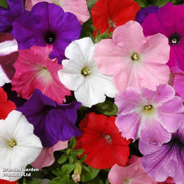 Petunia 'Easy Wave Ultimate Mixed'