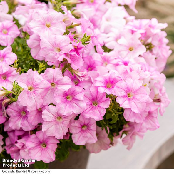 Petunia 'Easy Wave Pink Pearl'