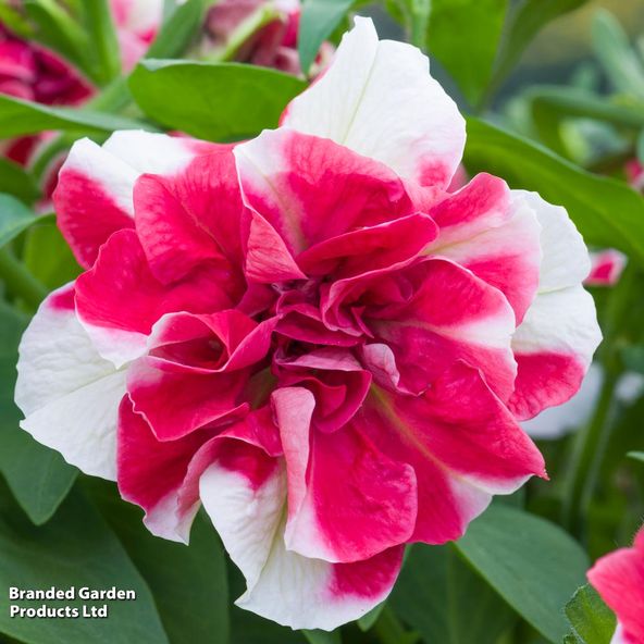 Petunia Tumbelina Scarlet Ripple