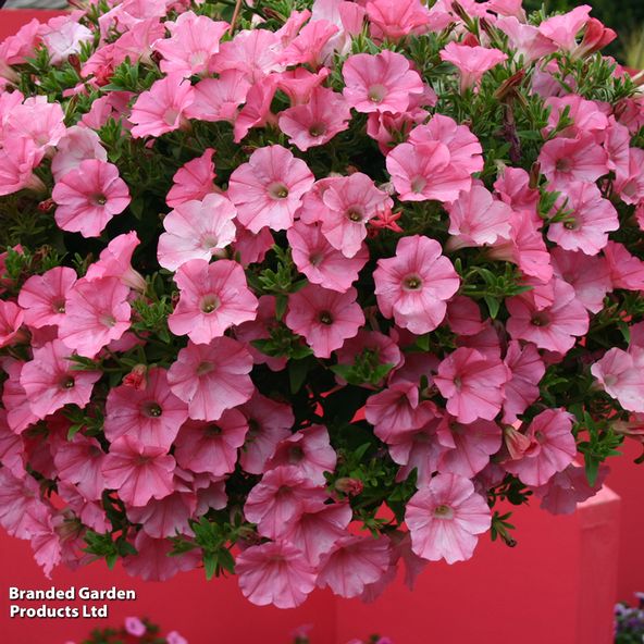 Petunia 'Supertunia Vista® Bubblegum'