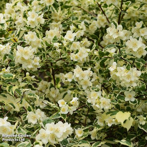 Philadelphus coronarius Variegatus