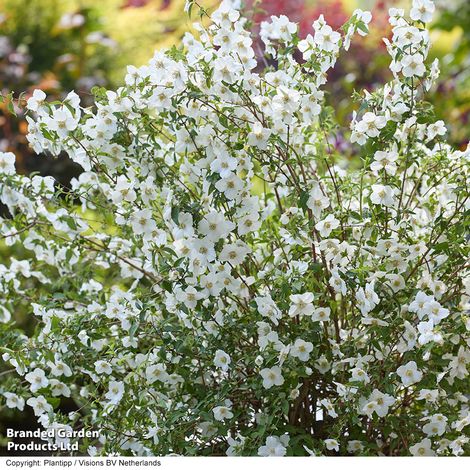 Philadelphus Petite Perfume White