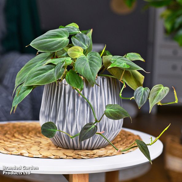 Philodendron scandens subsp. 'Micans'