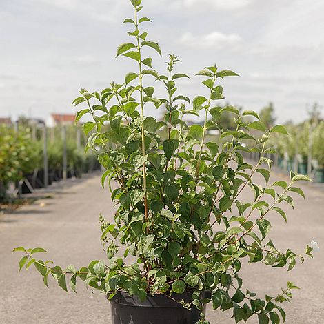 Philadelphus Minnesota Snowflake