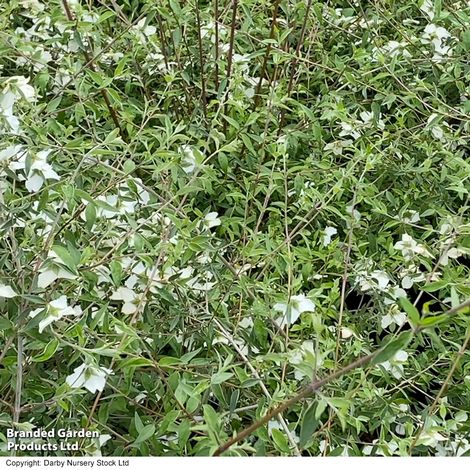 Philadelphus maculatus Sweet Clare