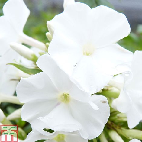 Phlox paniculata White Flame