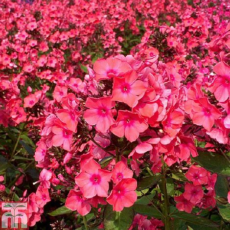 Phlox paniculata Windsor