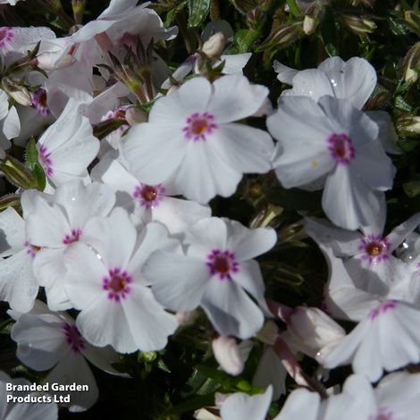 Phlox subulata Amazing Grace