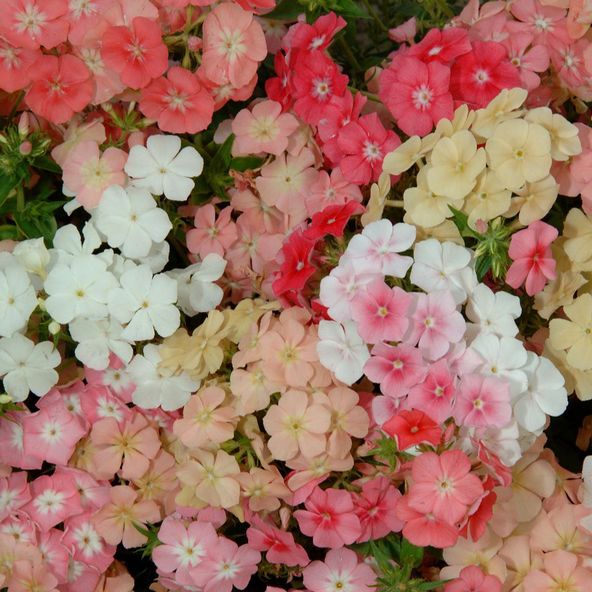 Phlox 'Coral Reef' - Seeds