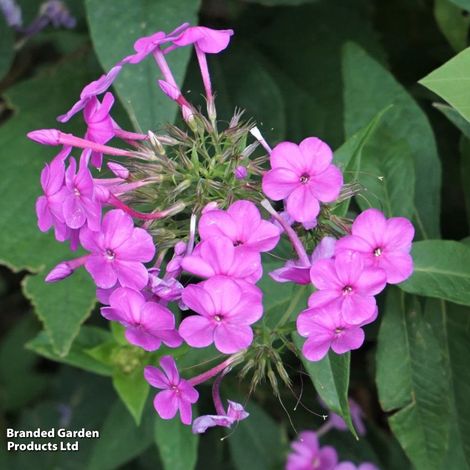 Phlox paniculata Blue Boy