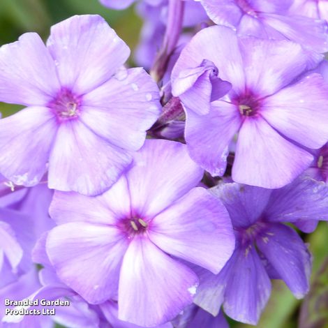 Phlox paniculata Blue Paradise