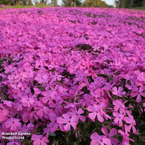 Phlox subulata McDaniels Cushion