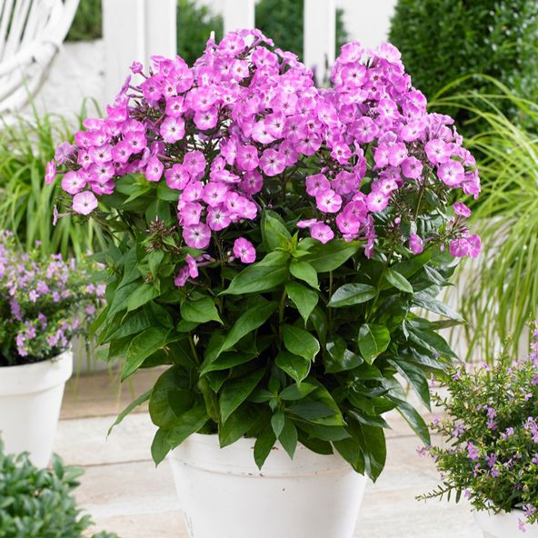 Phlox paniculata Famous Light Purple