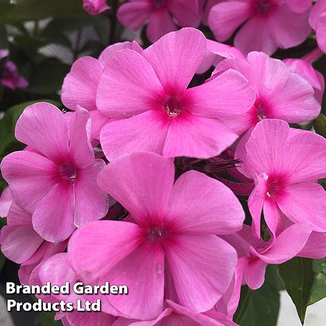 Phlox paniculata Famous Pink Dark Eye