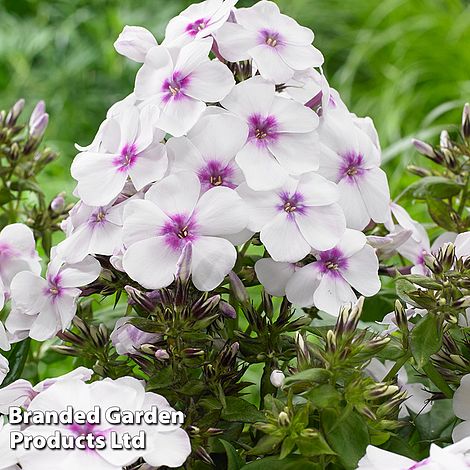 Phlox paniculata Famous White Eye