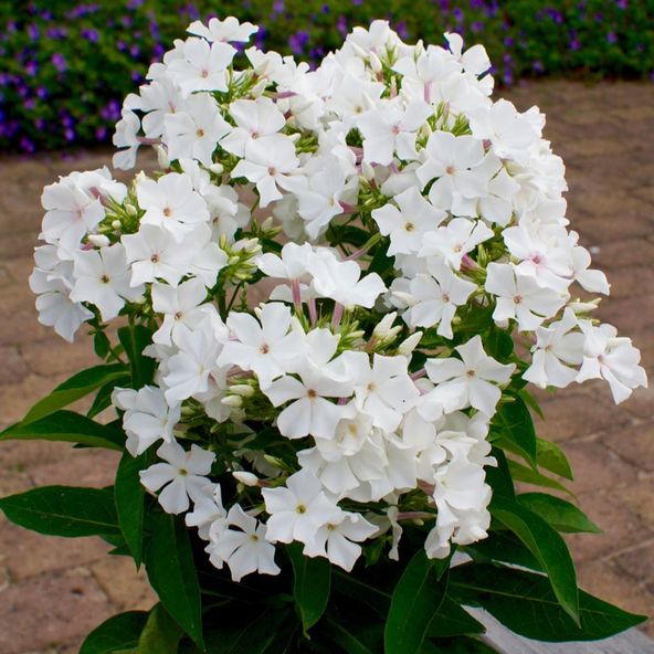 Phlox paniculata Famous White