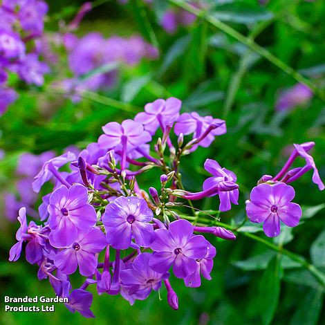 Phlox paniculata Laura