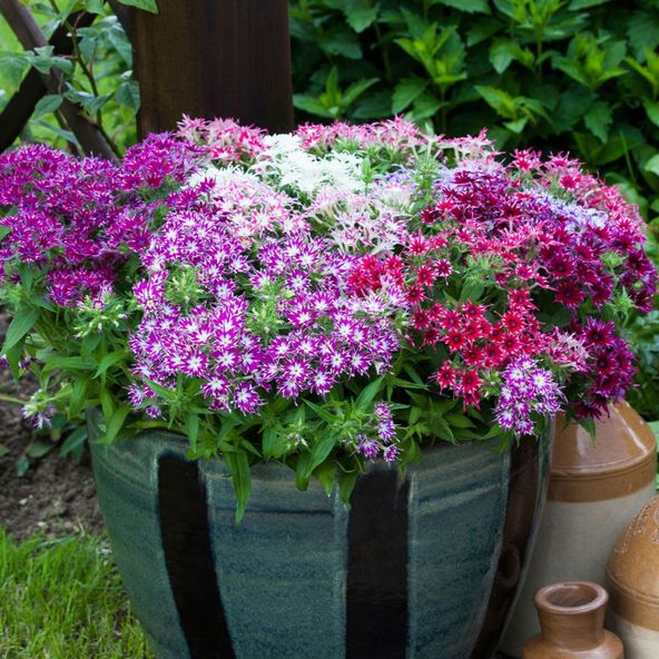 Phlox 'Popstars' - Seeds