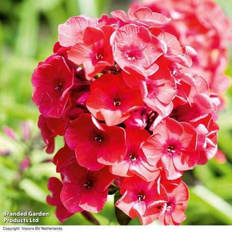 Phlox paniculata Red Flame