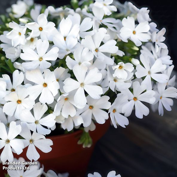Phlox subulata Snowflake