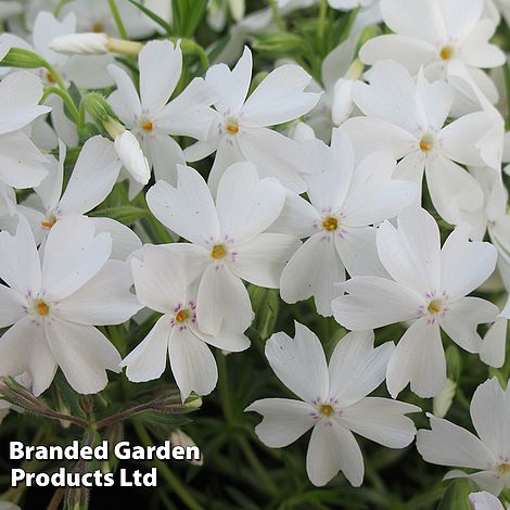 Phlox subulata White Delight