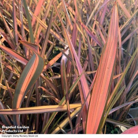 Phormium tenax Flamingo