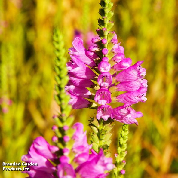 Physostegia virginiana 'Autumn Carnival'