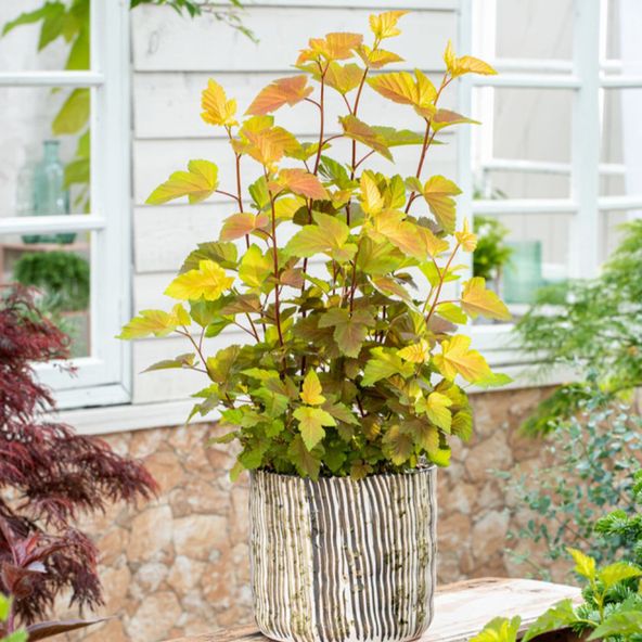 Physocarpus opulifolius 'Magic Ball'