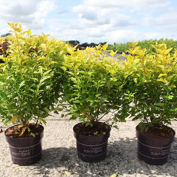Physocarpus opulifolius 'Minion'