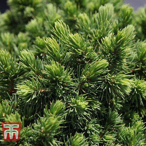 Picea glauca 'Alberta Globe'