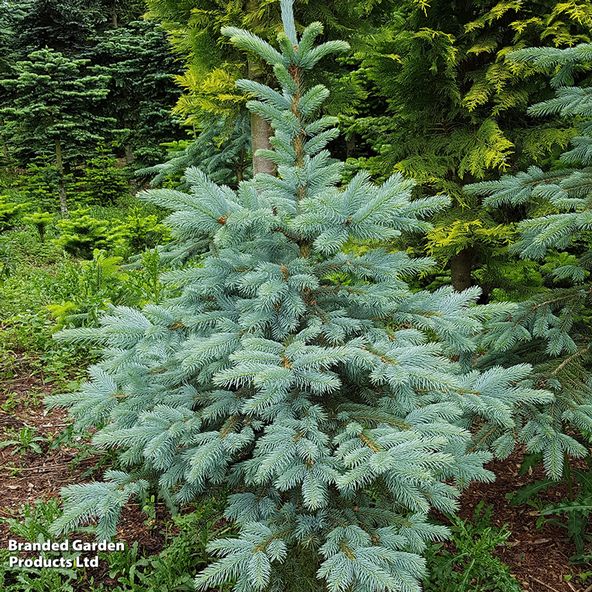 Picea pungens 'Super Blue Seedling'