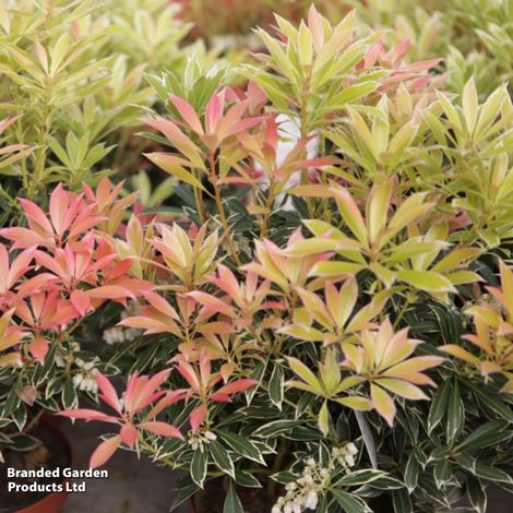 Pieris 'Flaming Silver'