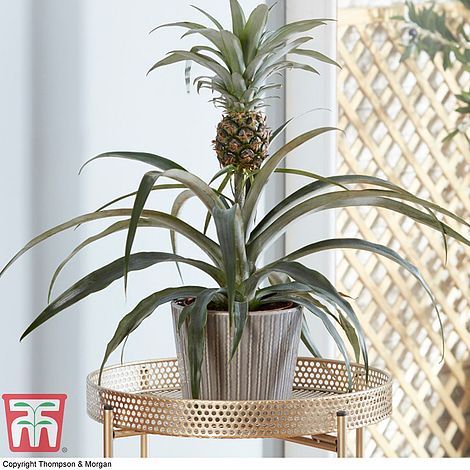 Cultiver une plante d'ananas à l'intérieur